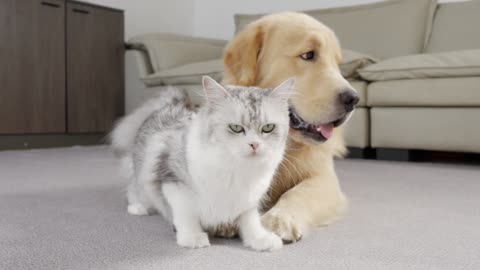 📌 Cats Raised by Dogs Reunite After Separation | Their Reactions Are Priceless! 🐱🐶💖