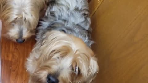 LET'S EAT GRANDMA! #yorkie #funnydogs