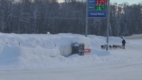 Dogsled Team Doesn't Need to Stop for Fuel