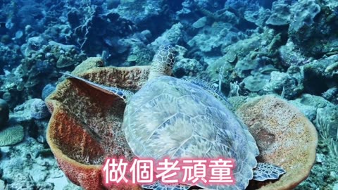 是龜也是頭 在森林和原野 改編
