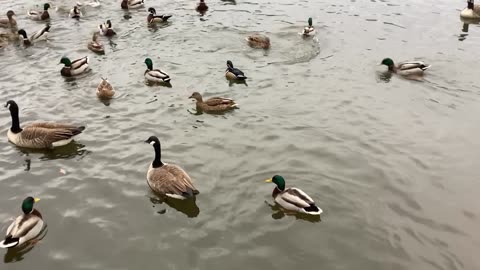Ducks in kissena park