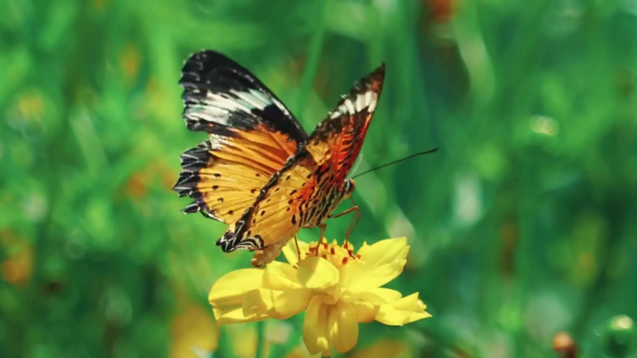 Creation - Made with Purpose