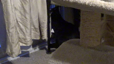 Cookie Cutter The Cat Intensely Interested By Something Outside, Dbn, MI, 1/24/25