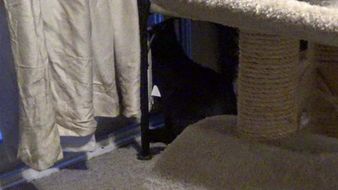 Cookie Cutter The Cat Intensely Interested By Something Outside, Dbn, MI, 1/24/25