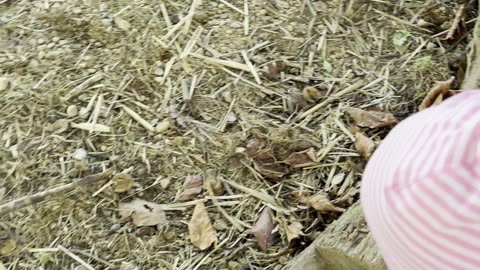 cute baby outside playing with bunnies 🐇 sweetest little moment!