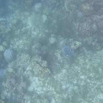 Snorkeling Through Serenity