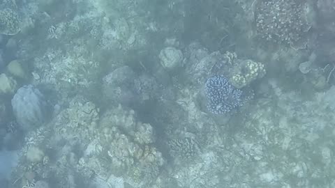 Snorkeling Through Serenity