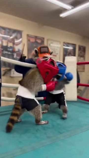 Boxing Racoons