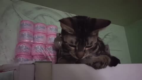 Pointless Pet Video 2: Brother Cat (July 17, 2017)