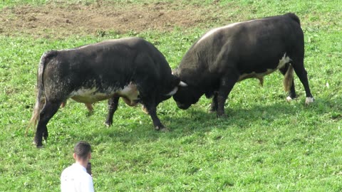 Jelenko od Mujezinovića vs Peran od Mazića Omazići 2024