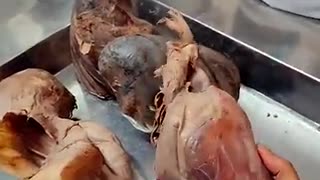 Viral: Human heart ❤️ #shorts #mbbs #viral #trending #heart #anatomy #medico #fu