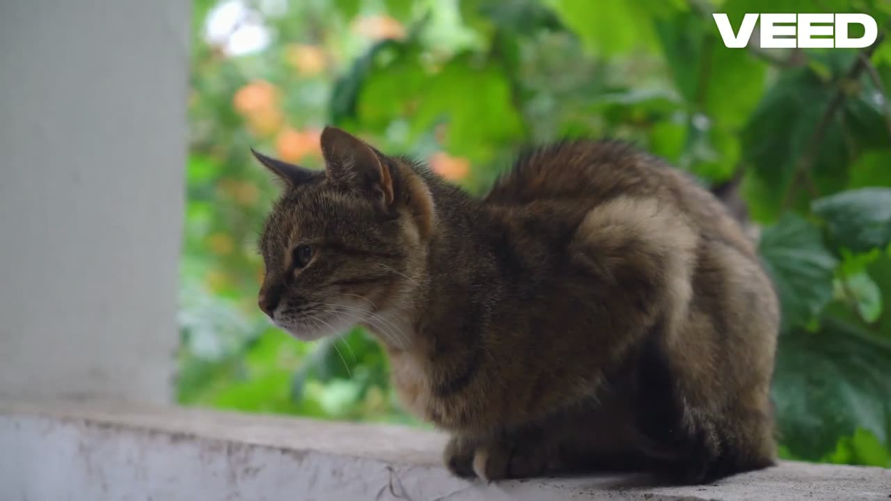 The Joyful Dance of Whiskers