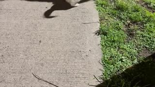 😂🐶 She Nurtures Her Pup Like a Human Baby! | FunFM