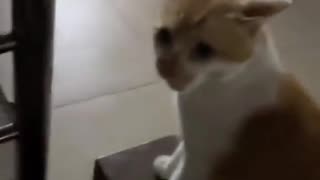 😂💥 The Funniest Animal Battle You'll See Today! | FunFM