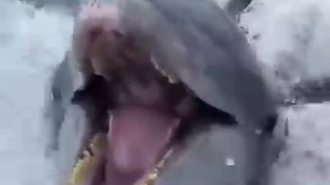 Funny animals