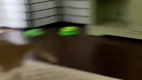 Cat Zoomie 🤣🤣🤣