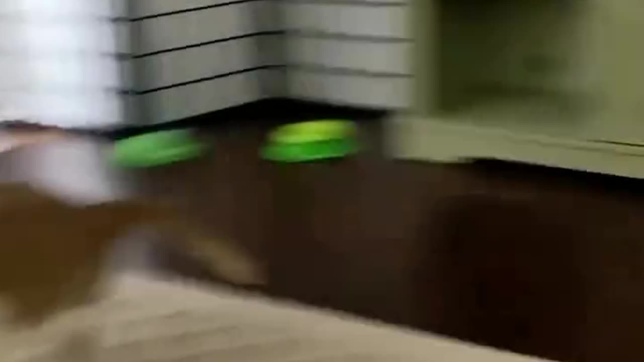 Cat Zoomie 🤣🤣🤣