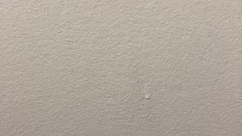 Long Live King Jesus