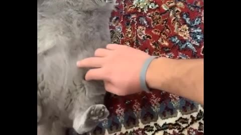 The funniest & cutest animal clips