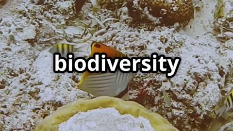 The Biodiversity Benefits of Oysters – Nature’s Ecosystem Builders 🦪🌍