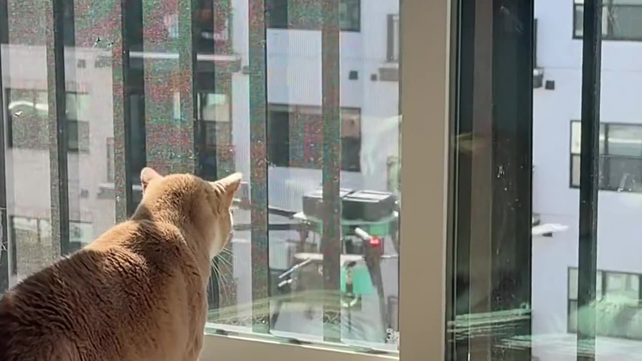 😭🐈 Poor Cat Gets into Trouble! | FunFM