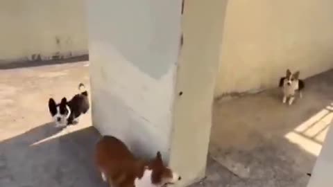 catch me if you can. 🐶
