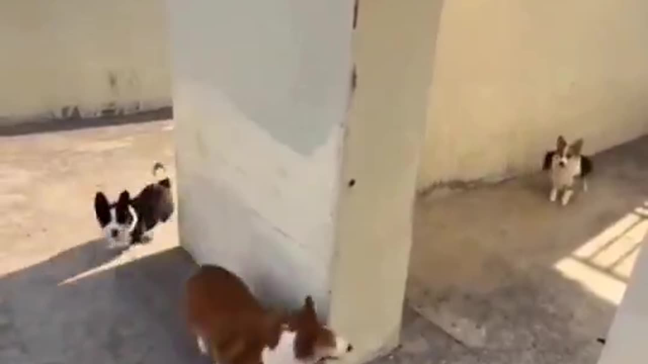 catch me if you can. 🐶