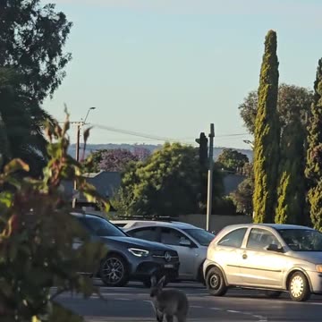 Kangaroo hopping on the road