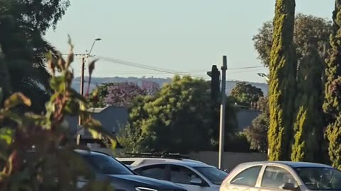 Kangaroo hopping on the road