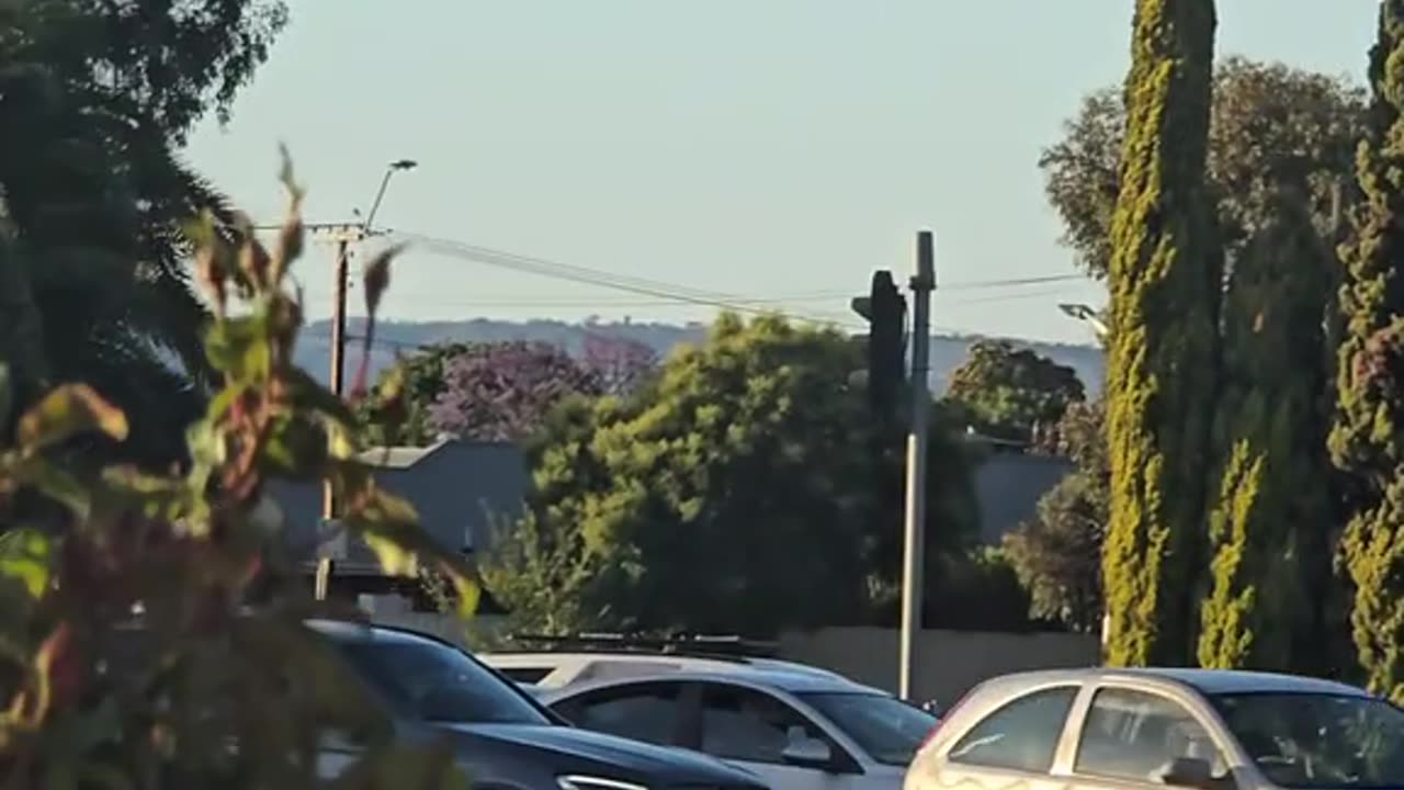 Kangaroo hopping on the road