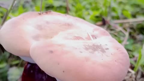 "Macro Mushroom: A Hidden Jewel of Nature"
