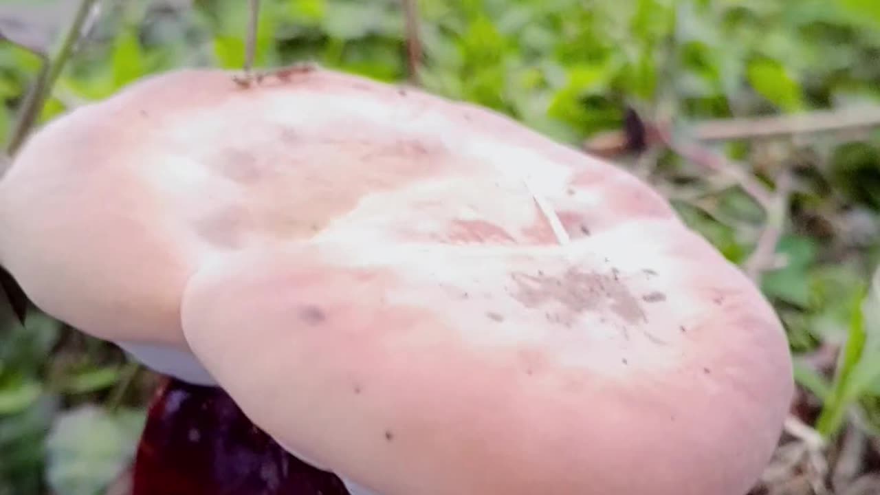 "Macro Mushroom: A Hidden Jewel of Nature"