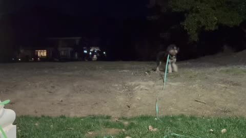 Girl Gets Tripped by Her Dog's Leash