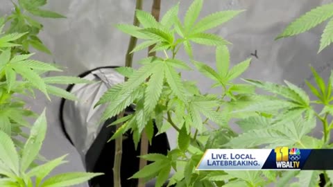 Hydroponic Store Teaches Cannabis Cultivation.. for Free!