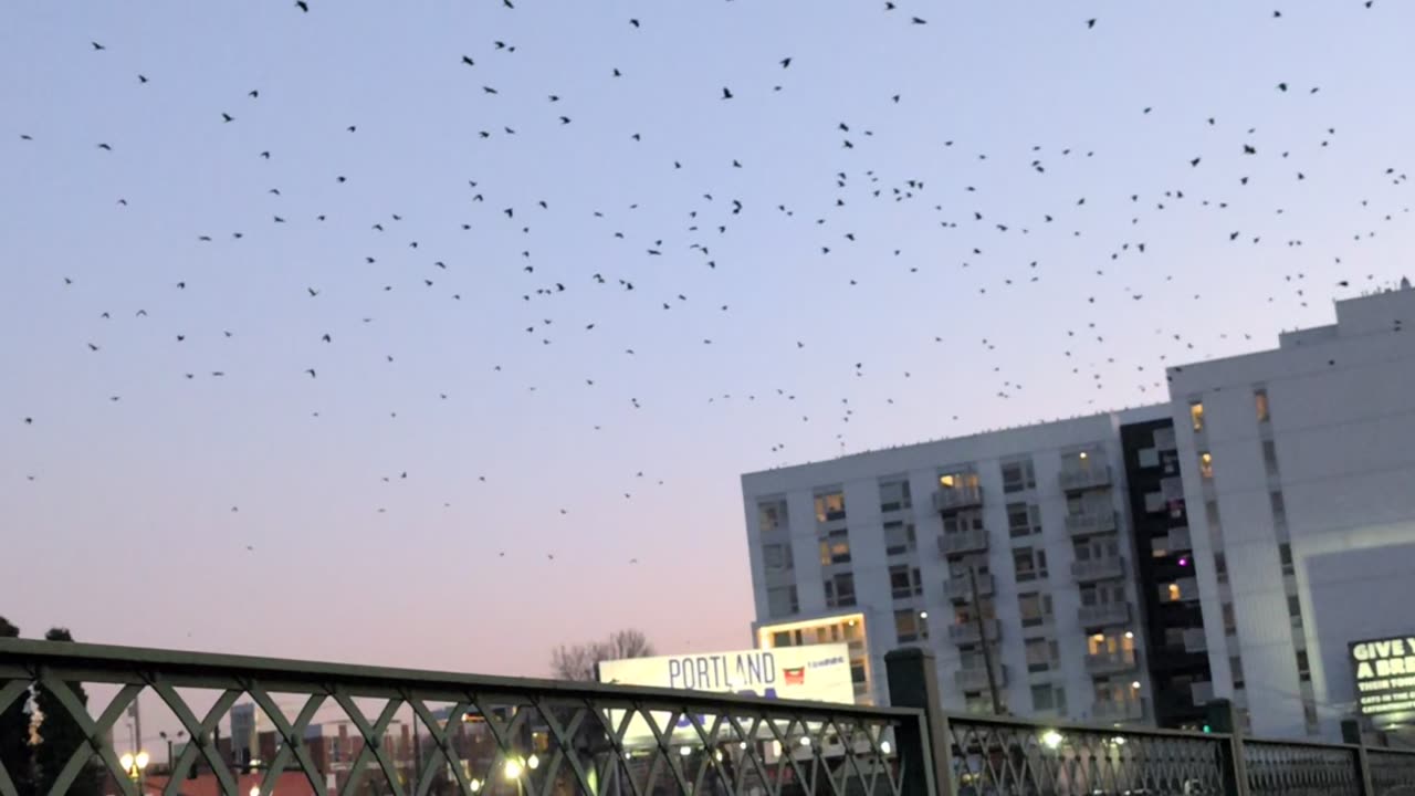 Crows Fly Toward Downtown Portland