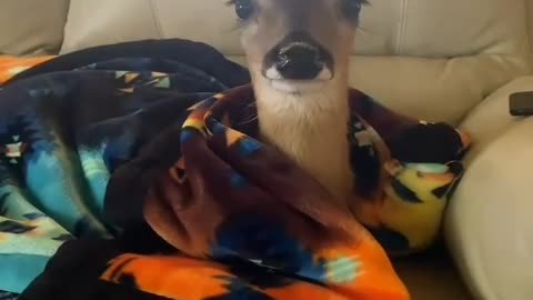 deer trapped in glacier gets timely help from kind family