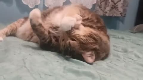 Lazy Cat vs. Toy Mouse: The Ultimate Slow-Mear Moment