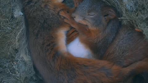 🐿️😴 These Squirrels Are Too Cute To Handle! | FeedMyCuriosity