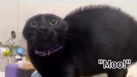 Cat Software Custom Audio