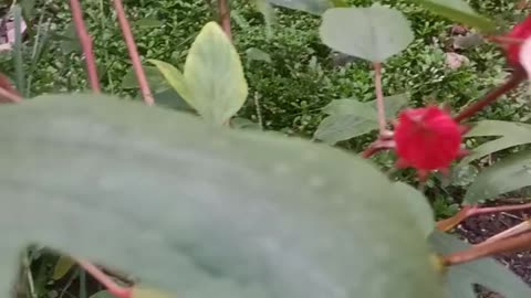 Rosella flowers