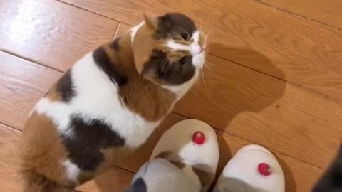 Playing cat