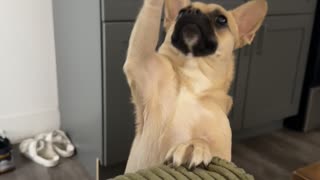😂🐶 You Won't Believe What Happens When This Dog Asks to Go Outside! | FunFM