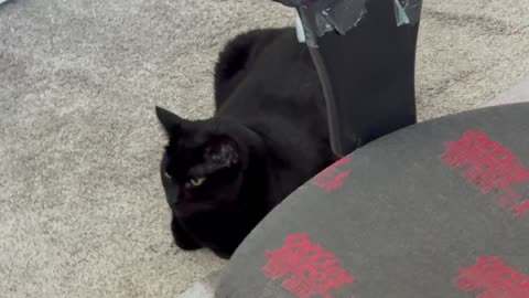 Cute Precious Piper Is a Very Professional Office Manager - My Adopted Shelter Cat Vlog