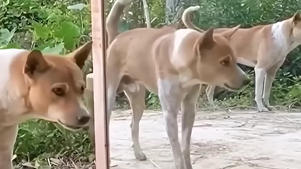 dog scared to see himself in the mirror