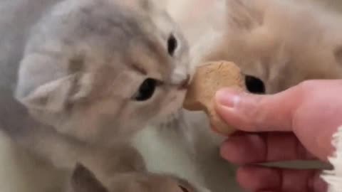 Three little cats fight for food