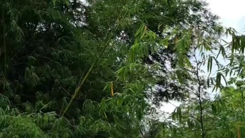 The sound of the forest