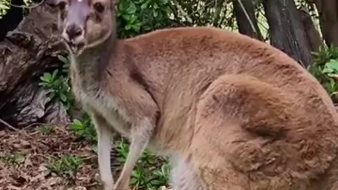 Kangaroo 🦘🦘🦘
