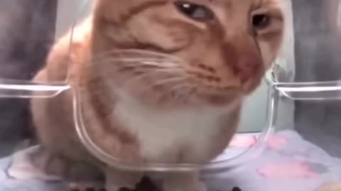 Eating Catitude 😹😹😹