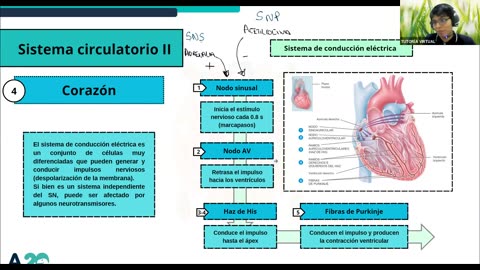 AULA 20 REGULAR 2025 - 1 | Semana 04 | Anatomía