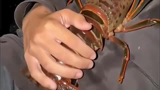 😂🐟 Bro Fell Asleep with the Lobster! | FunFM